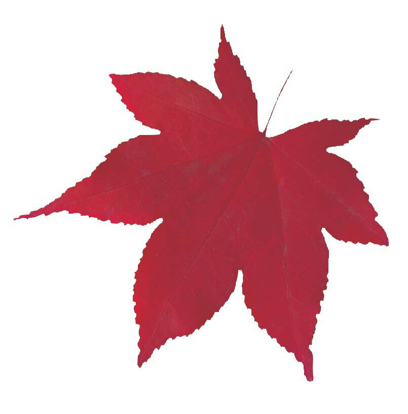 型抜きクリアシート（200枚入） 65368　赤もみじ