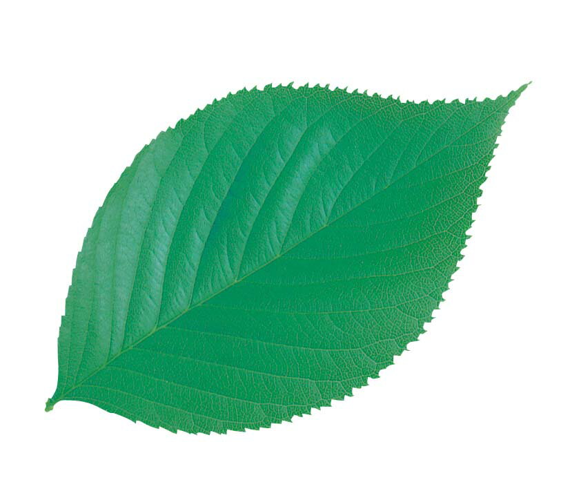 型抜きクリアシート（200枚入） 65787　木の葉