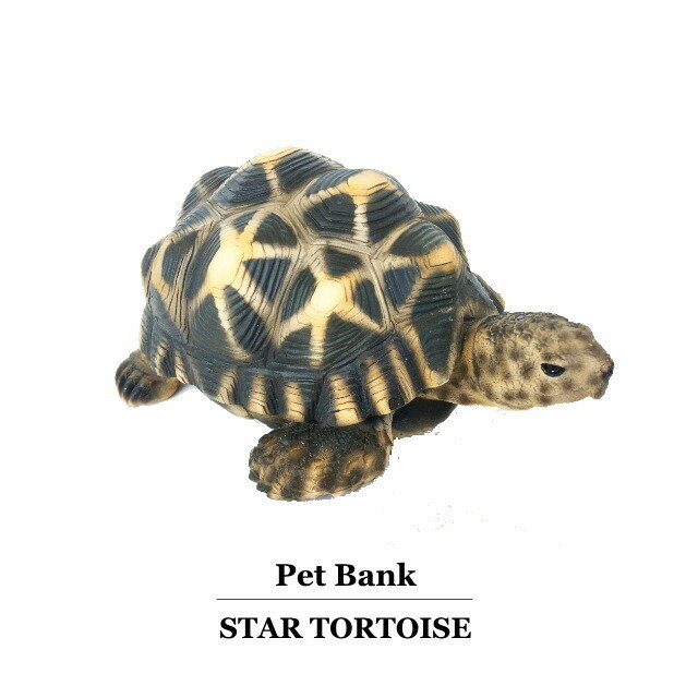 カメ 亀 置物 ペットバンク スタートータス Pet Bank Star Tortoise 貯金箱のサムネイル