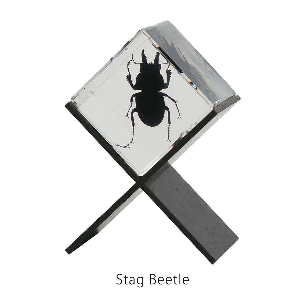 Rakuten - カシミール Casimir Stag Beetle 標本 クワガタ 昆虫 置物 オブジェ ペーパーウェイト