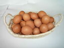 【送料無料】【九州産特選地卵】貴黄卵20個セット（Mサイズ）【卵の王様・貴黄卵】