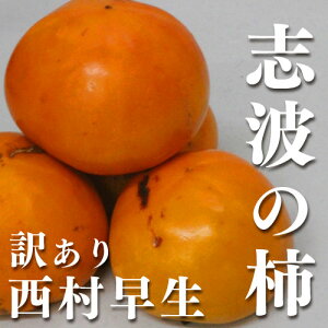 【送料無料】【訳あり】【ブランド柿】福岡県産志波柿 西村早生 2S〜Sサイズ 約15玉【ご家庭用】