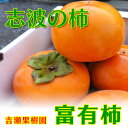 【ブランド柿】【志波柿】福岡県産 富有柿 2Lサイズ 約12個 【吉瀬果樹園】 - 日本通販ショップ楽天市場店