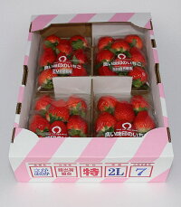 2Lサイズのブランド苺【おさなご】福岡県みやま市産EM栽培【有機肥料栽培】イチゴさがほのか