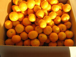 【送料無料】一口みかん