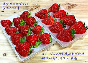 【送料無料】佐賀県白石町の新ブランド苺「いちごさん」 2パック 【かわさきいちご】 イチゴ 苺 新ブランド ギフト 贈答用 みずみずしい 有機肥料栽培 糖度高い 人気商品