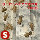 ヨーロッパイエコオロギ Sサイズ 100匹 爬虫類 両生類 生餌 生産者直販売 餌 コオロギ s サイズ 生き餌 活きエサ 小動物 ヘビ イグアナ エサ えさ 送料無料 大量 蛇 爬虫類フード カナヘビ ヤモリ カエル レオパ ごはん フトアゴヒゲトカゲ 活餌 イエコ