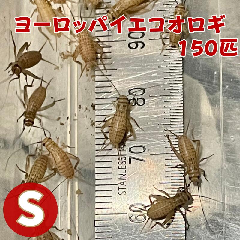 ひかり おおきなカメのエサ 特大粒(1kg×4セット)【ひかり】