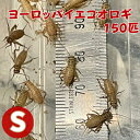 ヨーロッパイエコオロギ Sサイズ 150