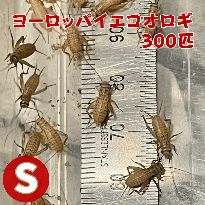 ヨーロッパイエコオロギ Sサイズ 300匹 生餌 生産者直販売コオロギ s サイズ エサ 餌 生き餌 コオロギ餌 爬虫類 両生類 えさ カナヘビ ..