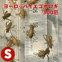 ヨーロッパイエコオロギ Sサイズ 300匹 生餌 生産者直販売コオロギ s サイズ エサ 餌 生き餌 コオロギ餌 爬虫類 両生類 えさ カナヘビ 蛇 ヘビ ヤモリ カエル 蛙 かえる レオパ フトアゴヒゲトカゲ イエコ 活餌 活き餌 動物 小動物 こおろぎ 餌用 エサ用 虫 昆虫