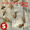 ヨーロッパイエコオロギ Sサイズ 50匹 生餌 生産者直販売 爬虫類 両生類 餌 餌用コオロギ 活きエサ エサ えさ エサ用 高タンパク かえる 蛙 ペットのエサ ペットのおやつ イエコオロギ 生きたまま カナヘビ ヤモリ カエル レオパ フトアゴヒゲトカゲ 活餌 イエコ