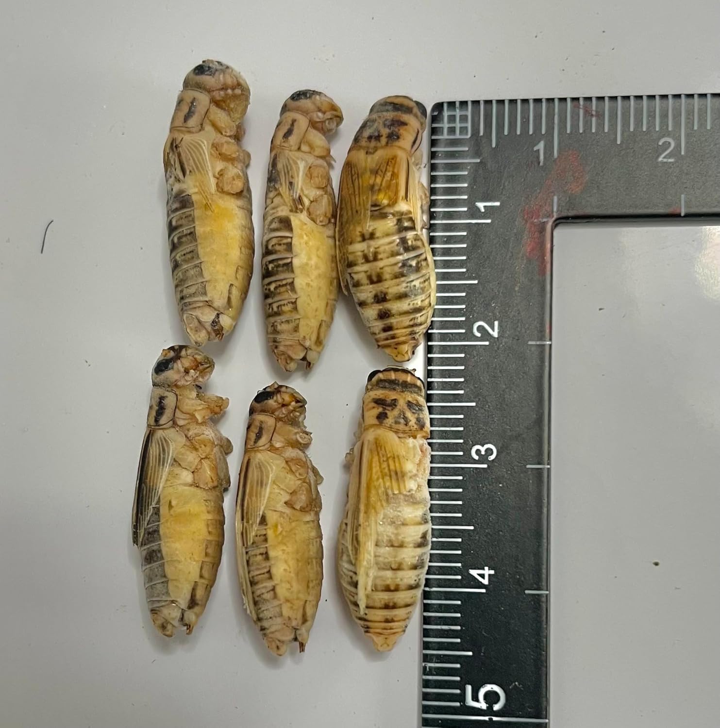 ����ŷ��󥭥����ޡ� ���ॳ������ ������ ��200ɤ80g �ӽ��� �쥪�Ѥα� ����� ����� ������ �쥪�� �����α� ξ����Υ��� ������������ �������� ��