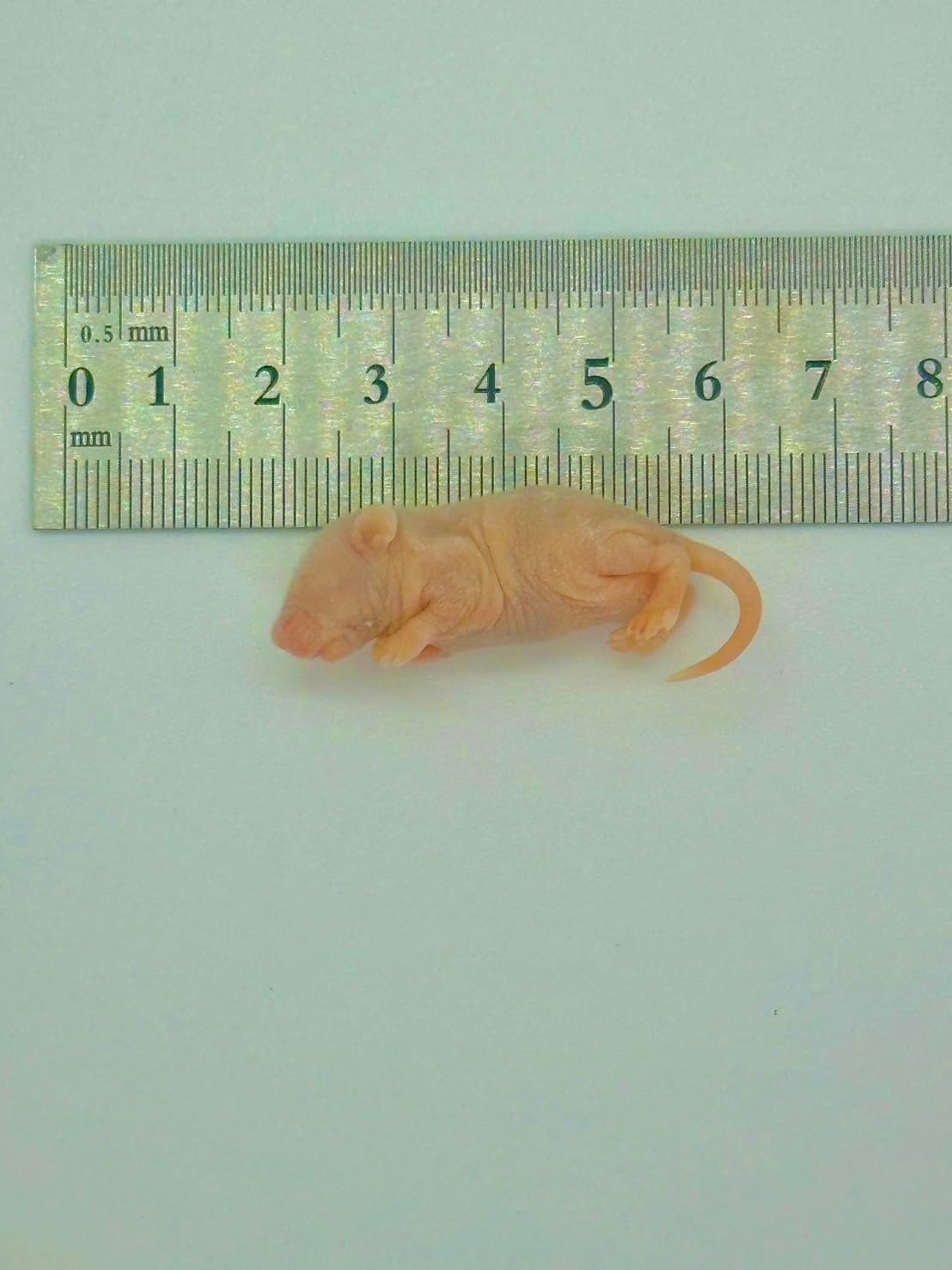 （ピンクL）冷凍マウス 10匹 ピンクマウス 国産 ナンバーワンクリケット ヘビ 冷凍餌