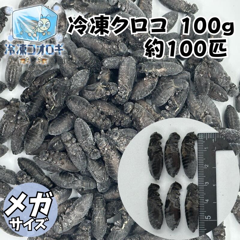 冷凍クロコ メガサイズ 100g 約100匹 生産者直販売 冷凍コオロギ 冷凍 コオロギ 餌用 えさ用 エサ用 えさ エサ 餌コオロギ 冷凍餌 レオパ ごはん フトアゴヒゲトカゲ ヒョウモントカゲモドキ トカゲ クロコオロギ クロコ アロワナ 熱帯魚 観賞魚 大型 大きい