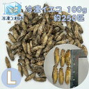冷凍コオロギ Lサイズ 100g 約250匹 生産者直販売 冷凍餌 冷凍 コオロギ レオパ 餌 ごはん フトアゴヒゲトカゲ アカハラ イモリ ウーパールーパー ...