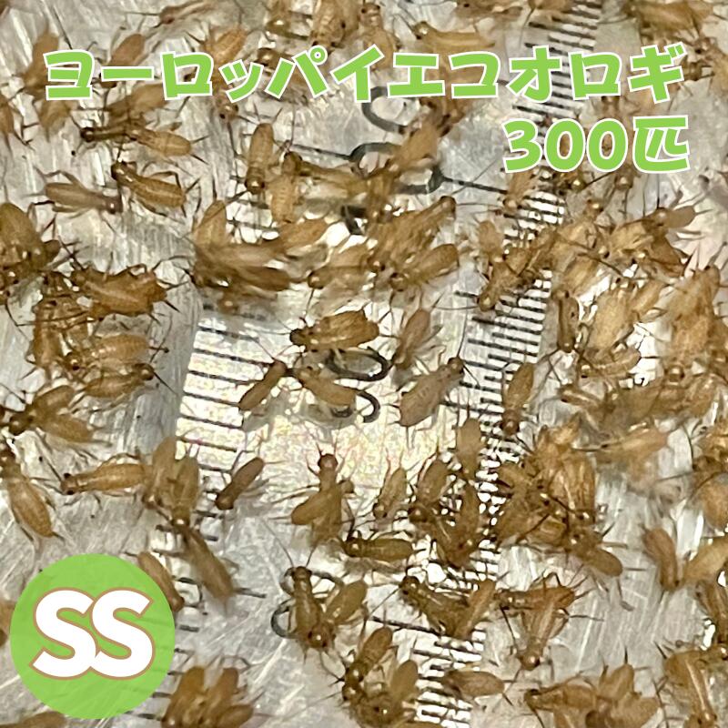 ヨーロッパイエコオロギ SSサイズ 300匹 生産者直販売 活きエサ 活き餌 生き餌 餌用コオロギ 飼育 大容量 大量 こおろぎ エサ えさ 爬虫類 両生類 餌 カナヘビ ヤモリ カエル アカハラ イモリ 活餌 イエコ トカゲ 大型魚 ウーパールーパー