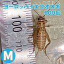 ヨーロッパイエコオロギ Mサイズ 500匹 生餌 コオロギ 生き餌 生産者直販売 活きエサ ヘビ イグアナ カナヘビ えさ アロワナ 大量 蛇 爬虫類 両生類 ...