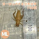 （生餌）ヨーロッパイエコオロギ　M　約240匹（80グラム）　爬虫類　両生類　大型魚　餌　エサ　活餌　北海道・九州航空便要保温
