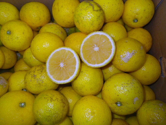 【大分県産】ご家庭用(果汁用)種無しかぼす10キロ【 わけあり ・ 傷もの 】【送料無料】