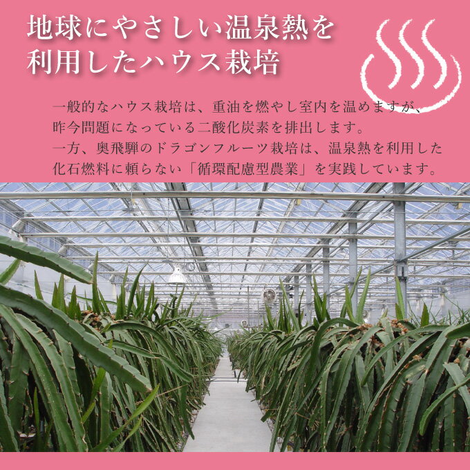 【収穫後順次発送】奥飛騨ドラゴンマキスパ(赤果肉)600~700g(2~5玉)数量限定国産ドラゴンフルーツ各種収穫後にお届け岐阜県高山市国産DragonFruitsピタヤPitaya送料無料