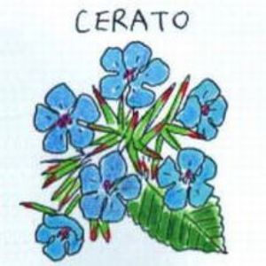 自然派ナビオスのバッチフラワーレメディ『セラトー（指針）』10ml フラワーエッセンス 【日本国内正規品】※グリセリンベース ※アルコール不使用 ※砂糖不使用｜アングル3