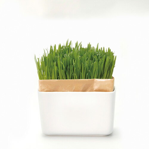 �ˤ��٥������å�ǭ����ݥ��å� ͭ�ľ��ƴ��ե���2�� HARIO �ϥꥪ ������ ha60374