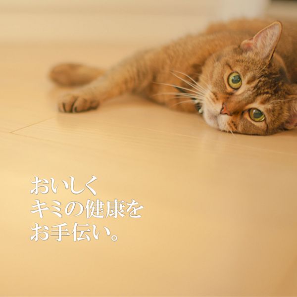 最短賞味2028.7・シグネチャー7 水曜パテ...の紹介画像3
