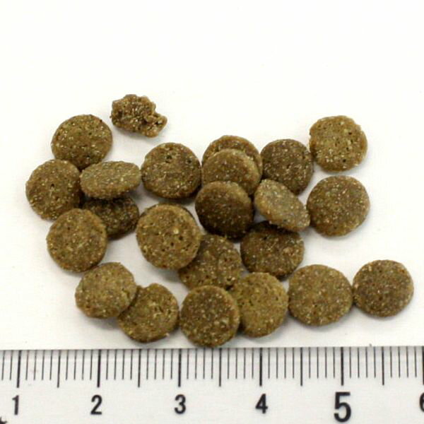 最短賞味2027.8.21・アディクション 猫 ワイルドアイランズ キャット フォレストミート900g全年齢猫用ドライ正規品adc12186