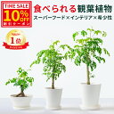 【祝】発売記念★10%OFFクーポン! 【食べられる 観葉植物】 おうちモリンガ スーパーフード モリンガ 鉢植え 鹿児島県産 植木鉢 苗 種 お祝い ギフト 開店祝い 新築祝い 誕生日 プレゼント インテリア グリーン 植物 大型 選べる 8号 10号 育てやすい 【送料無料 返金保証】