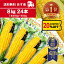 【 スーパーセール 20%OFFクーポン 】 とうもろこし 真空パック 24本 送料無料 加熱済 業務用 レトルト 大容量 キャンプ BBQ バーベキュー スイーツ 祭り 天ぷら サラダ コーン お歳暮 ギフト ラーメン トッピング イベント お祭り スイートコーン 焼き 非常食 あす楽 6,000円