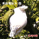中 2,500枚 ネルネット白(中) K-21 中晩柑用 果実袋 ストッキングタイプ掛袋 - 一色本店