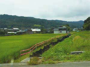 識別テープ 蛍光ピンクテープ 幅5cm×長さ200M 1巻 新潟エースロープ