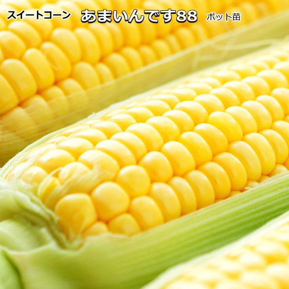 とうもろこし スイートコーン あまいんです88　 9cmポット苗のサムネイル