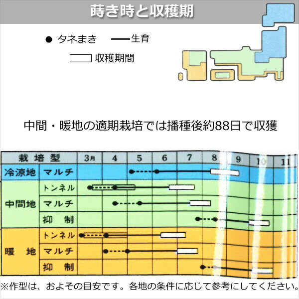 『 ホイップコーン 』 トウモロコシ 種子 スイートコーン 極良質強甘味種 とうもろ...