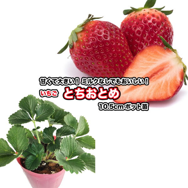 『 とちおとめ 』 いちご苗 10.5cmポット - 甘くて育てやすい