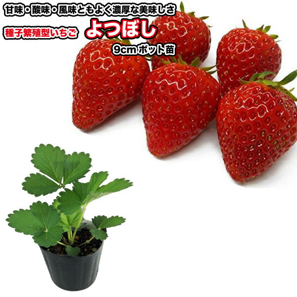 種子繁殖型 『 よつぼし 』 いちご苗 9cmポット - M&Bセレクション