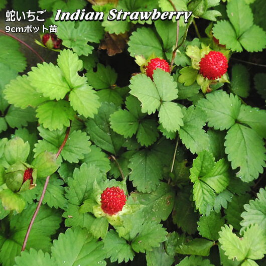 インディアンストロベリー 9cmポット苗 蛇いちごのサムネイル