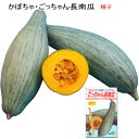 カボチャ 南瓜 種子 ごっちゃん長 かぼちゃ