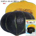 カボチャ 南瓜 種子 ほっとけ栗たん かぼちゃ