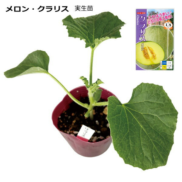 メロン 【 クラリス 】 ポット植え実生苗　 -------------------- これは！うまぁ～いっ！！　極上食感メロン！！ 緻密なメルティング質の肉質 ネットメロン品種で極めて食感を追求したメロンです。 果実は1.5kg～1.8kgの球形。果肉色は鮮やかな黄緑色です。 ネットは細かく浅く入ります。大変肉厚で可食率が高い。 うどんこ病に抵抗性をもち、ツルワレ病にもレース0.1.2に抵抗性を持つ。 成熟日数は48日前後の早生種。 --------------------