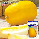 まくわうり 種子 金太郎 30粒~50粒