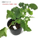 naeya:10000115のサンプル画像3