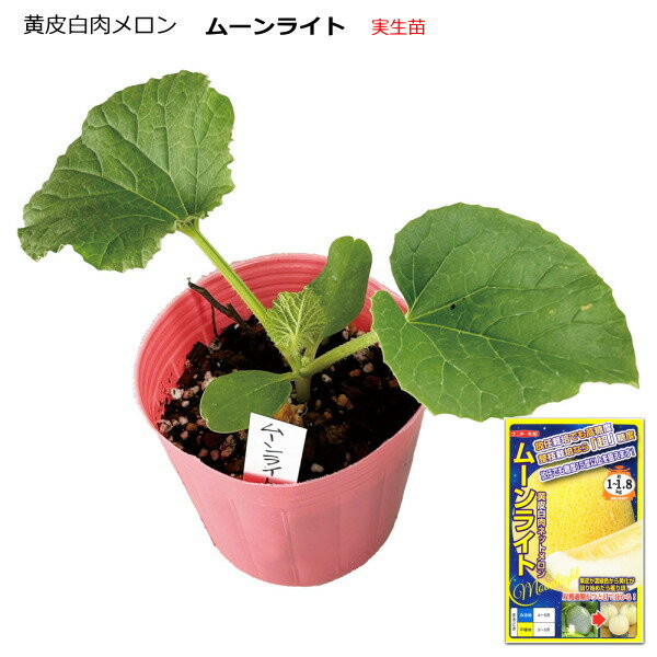 メロン 【 ムーンライト 】 ポット植え実生苗　 -------------------- 高糖度で放任栽培を前提に育てられたメロン♪ 収穫までの成熟日数は約48日程、果肉は白緑色でメルティング質を持ち、外皮は黄化して収穫時期を知らせてくれます。 家庭菜園で栽培する際にも人気のある品種で、放任栽培や整枝栽培の両方で育てることができます。 --------------------