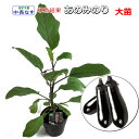 【秋なす】 あのみのり 13.5cmポット植え接ぎ木大苗