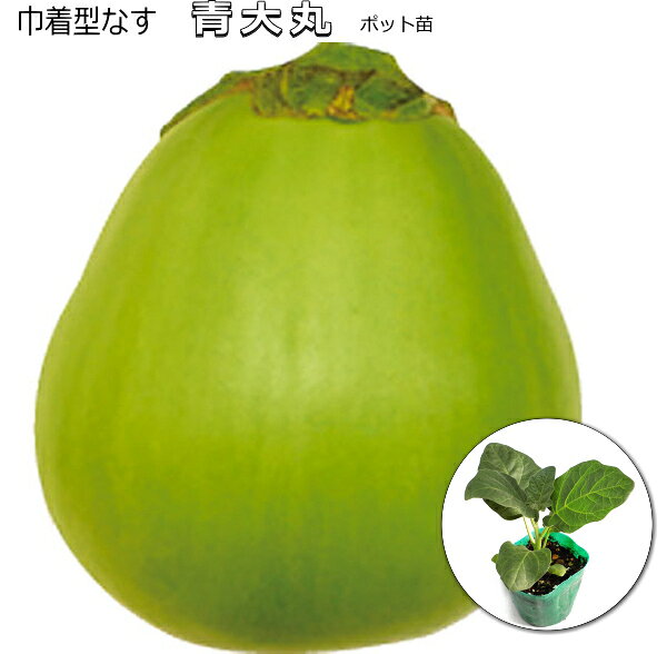 巾着形なす 【 青大丸 】 実生 ポット苗　 加熱すると、とろける肉質の巾着形ナス♪ 埼玉県の伝統野菜。鮮やかな緑色の果皮、ソフトボール大の実で日持ちが良い。煮物、汁物の具におすすめ。田楽や揚げても美味しい♪　 生の肉質は硬めなので浅漬けには不向きです。 株間50〜60cmを目安に定植します。整枝し、葉に充分光線が当たるよう留意しましょう。梅雨明け後、高温乾燥期は株元に敷き藁し灌水するとよいでしょう。 果皮もへたも緑色で、成熟が進むにつれ緑白色に変化していきます。