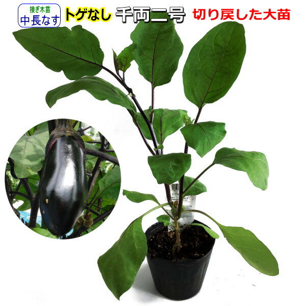 接ぎ木 なす苗　とげなし千両二号　切り戻した13.5cmポット植え大苗のサムネイル