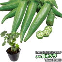 オクラ【 島オクラ 】12cmポット植え 大きな苗