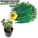 オクラ【 グリーンソード 】12cmポット植え/大きな苗