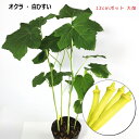 白オクラ 白ひすい 12cmポット植え 大きな苗